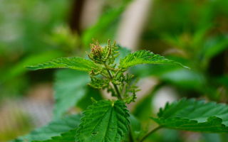 Nettle: useful properties, application, recipes