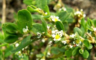 Sifat berguna dan kegunaan burung knotweed (knotweed)