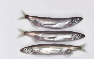 Mengapa capelin berguna?