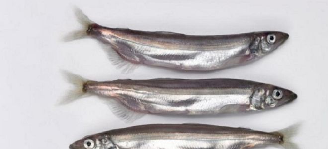 Why is capelin useful?