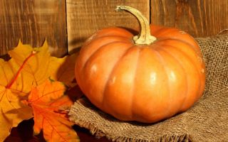 Why pumpkin is useful for the body, medicinal properties and contraindications, reviews