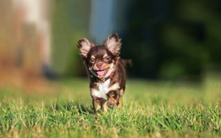 Vitamins for Chihuahuas: with natural nutrition, for wool