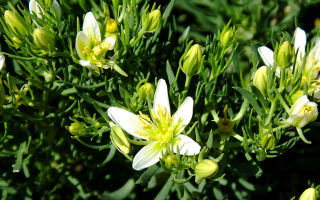 Grass burial ground (harmala): medicinal properties, where it grows, description, contraindications, use in folk medicine, photo