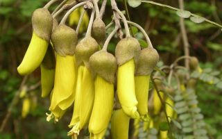 Sophora Japanese fruits: medicinal properties and contraindications, reviews