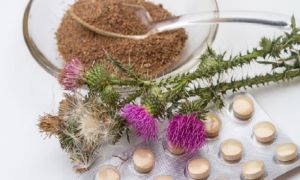 Milk thistle meal: useful properties and contraindications, application