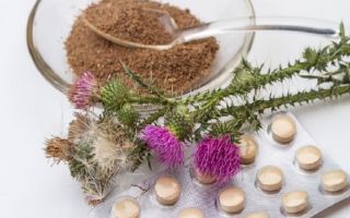 Milk thistle meal: useful properties and contraindications, application