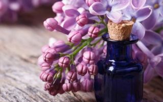 How to make, the benefits and harms of lilac oil