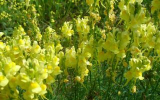 Toadflax biasa: foto, keterangan, sifat dan aplikasi perubatan