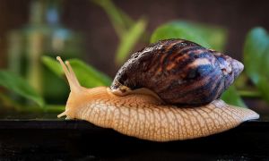 Why are Achatina snails useful, properties, photos and reviews