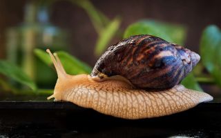 Why are Achatina snails useful, properties, photos and reviews