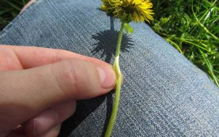 How to wash a dandelion