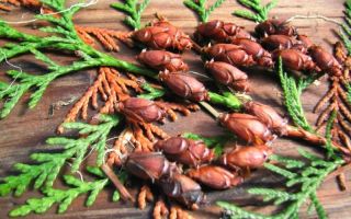 Thuja: useful properties, instructions for use, recipes