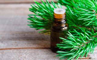 Pine oil: medicinal properties and contraindications, application, reviews