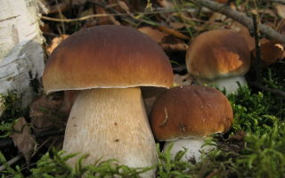 Porcini mushrooms: benefits and harms to the body, calorie content, composition, is it possible for pregnant women