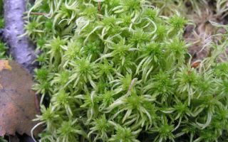 Peat moss (sphagnum): composition, benefits, medicinal properties, application