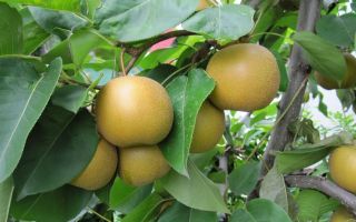 Chinese pear: useful properties and calories