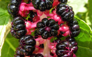 Phytolacca (lakonos): medicinal properties and contraindications, recipes, application