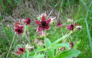 Marsh cinquefoil: mga kapaki-pakinabang na katangian, kung paano kumuha ng makulayan, mga pagsusuri