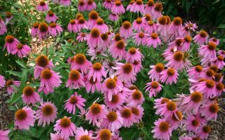 Echinacea: proprietăți medicinale, instrucțiuni de utilizare, contraindicații