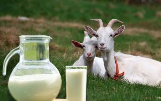 Goat milk: useful properties and contraindications