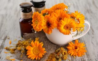 Calendula: useful properties and contraindications, from which it helps