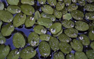 Duckweed, rawa dan sungai: sifat perubatan, kontraindikasi, keterangan, penggunaan ramuan, foto