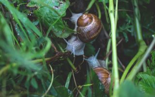 Bakit kapaki-pakinabang ang mga snail ng ubas at kung paano ito lutuin