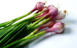 Green onions: benefits and harms, how to store