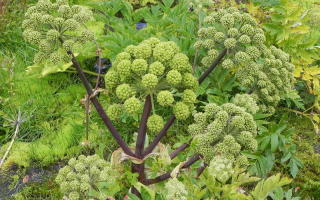 Root ng angelica (angelica): mga nakapagpapagaling na katangian, aplikasyon, larawan at paglalarawan