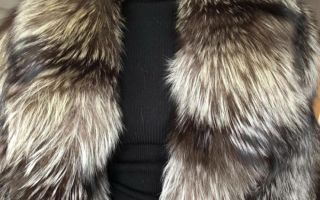 Silver fox fur turned yellow: how to clean at home