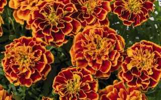 Chernobrivtsi (marigolds): health benefits and harms, healing properties