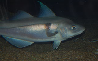 Bakit kapaki-pakinabang ang isda ng haddock?