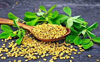 Sifat berguna teh fenugreek (helba): komposisi, kontraindikasi