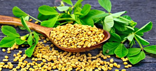 Mga kapaki-pakinabang na katangian ng fenugreek tea (helba): komposisyon, mga kontraindiksyon