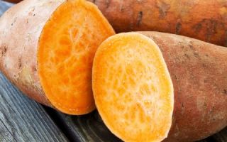 Sweet potato yam: beneficial properties and contraindications