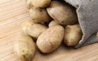 Potatoes: useful properties and contraindications