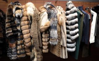 How to clean natural fur: collar, fur coat, hat