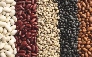 Why beans are useful, properties and contraindications