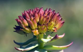 Rhodiola rosea: sifat perubatan untuk wanita dan lelaki