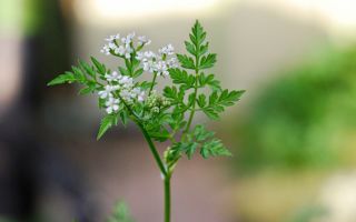 Useful properties of openwork chervil (ordinary) and forest kupyr (alpine)