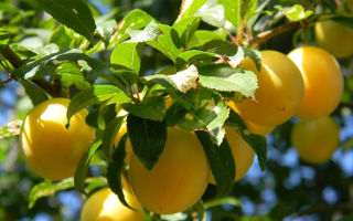 Cherry plum: manfaat dan bahaya kesihatan