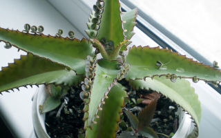 Kalanchoe: kapaki-pakinabang at nakapagpapagaling na mga katangian, contraindications