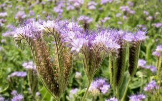 Sifat berguna dari madu phacelia dan kontraindikasi