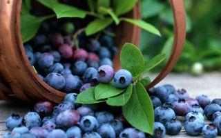 Blueberries for children: at what age can you give, how is it useful