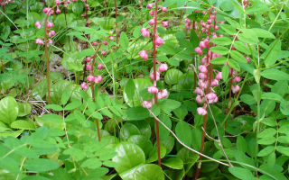 Round-leaved wintergreen: mga nakapagpapagaling na katangian, contraindications, kung saan nakakatulong ito, larawan