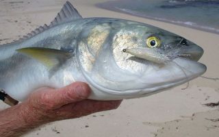 Ang mga pakinabang ng kahawai fish: paglalarawan at larawan, panlasa