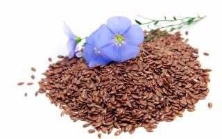 Flaxseed: benefits and harms, how to use