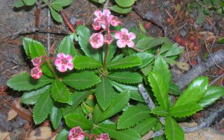 Wintergrass herbs: mga nakapagpapagaling na katangian para sa mga kababaihan at kalalakihan, paglalarawan, contraindications, larawan