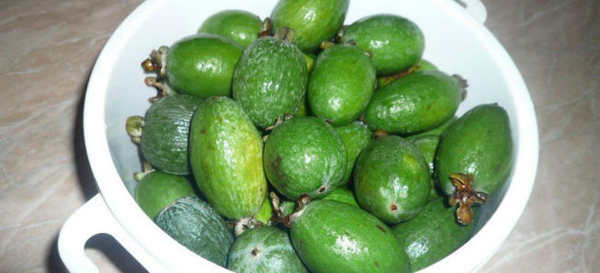 How to make feijoa jam: the most delicious recipes with photos