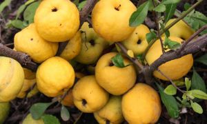 Japanese quince: useful properties and contraindications